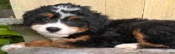Mini Bernedoodle dogs for sale: 💚IN BOSTON MASSACHUSETTS AREA💚TRADITIONAL TRI COLOR💚MINI BERNEDOODLE BOY💚 - Ad 8