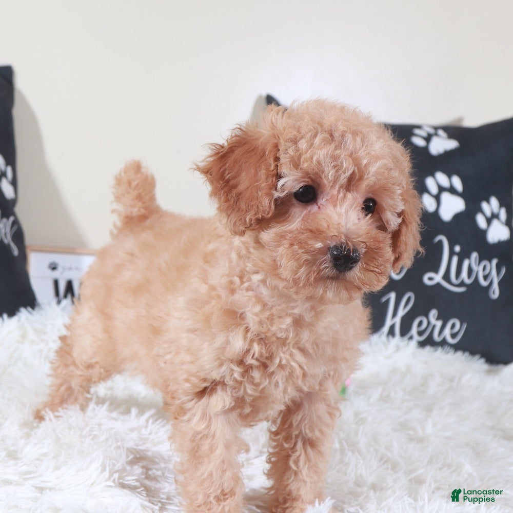 Bichpoo dogs Bichpoo Puppy Barbie - Ad 35