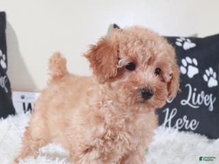 Bichpoo dogs Bichpoo Puppy Barbie - Ad 32