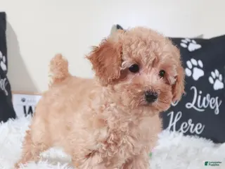 Bichpoo dogs Bichpoo Puppy Barbie - Ad 4