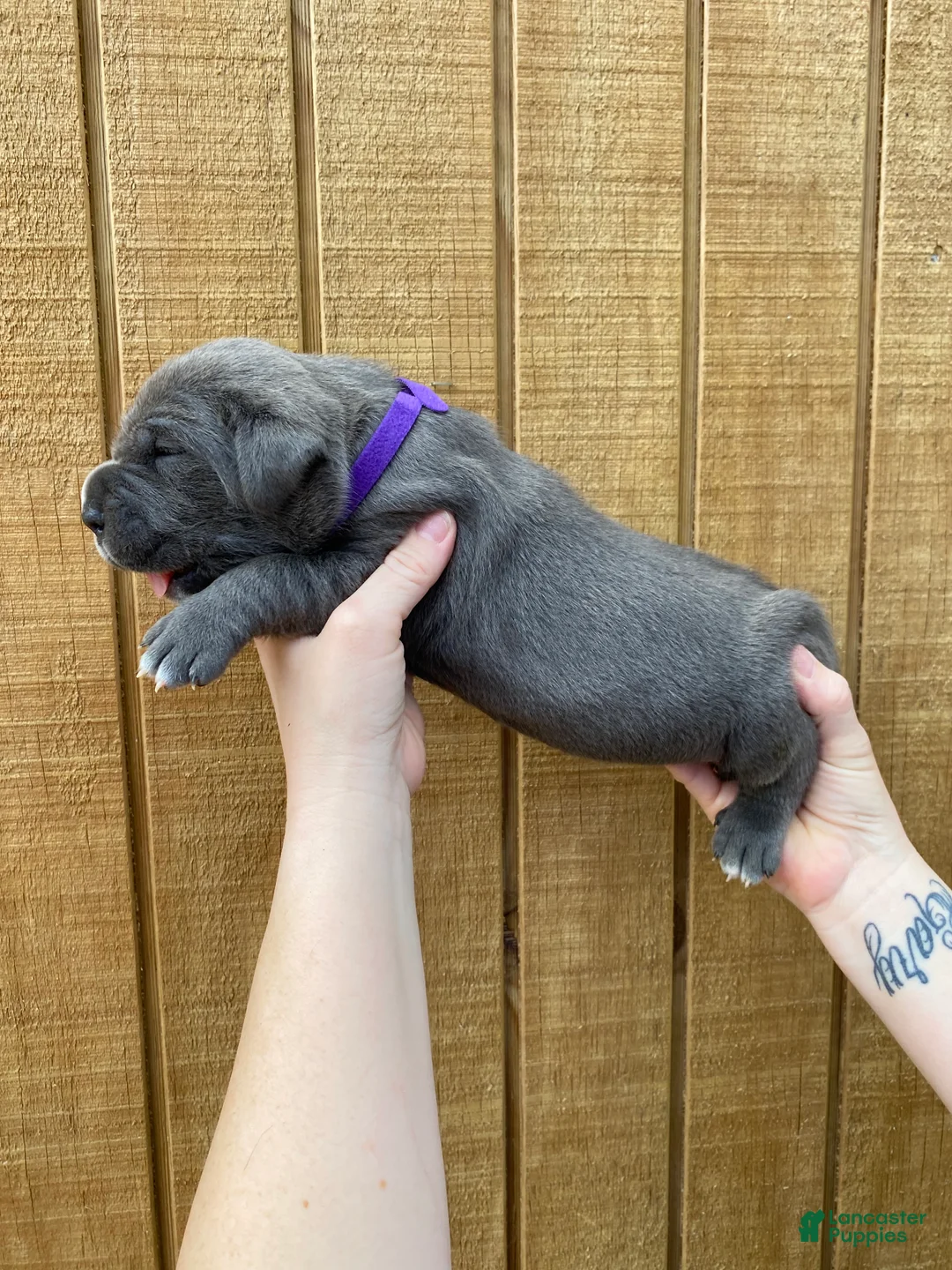 Cane Corso dogs for sale: Cane Corso Puppy 5 - Ad 1