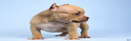 American Bully dogs for sale: Chocolate Fawn Male - Ad 3