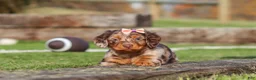 Miniature Dachshund dogs for sale: Jewel - Ad 4
