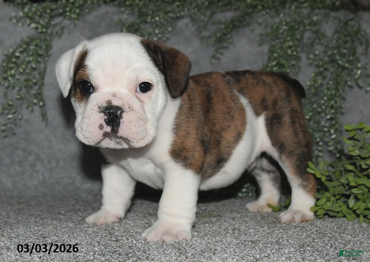 English Bulldog dogs Alonzo - Ad 1