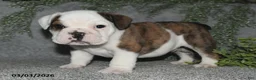 English Bulldog dogs for sale: Alonzo - Ad 1