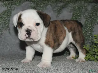 English Bulldog dogs for sale: Alonzo - Ad 2