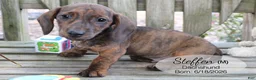 Dachshund dogs for sale: Steffen - Ad 3