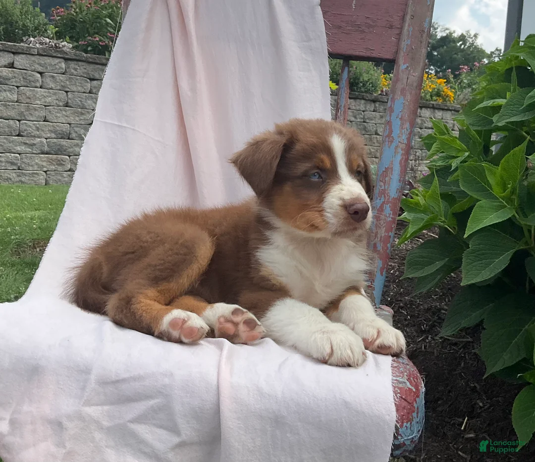 Australian Shepherd dogs for sale: Tyler - Ad 1