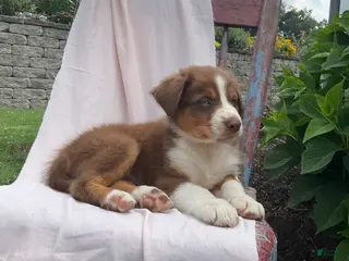 Australian Shepherd dogs Tyler - Ad 4
