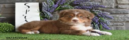 Australian Shepherd dogs for sale: Cody - Ad 5