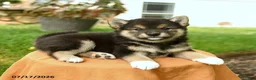 Shiba Inu dogs for sale: Cheyenne - Ad 5