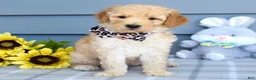 Goldendoodle dogs for sale: Hailey - Ad 5