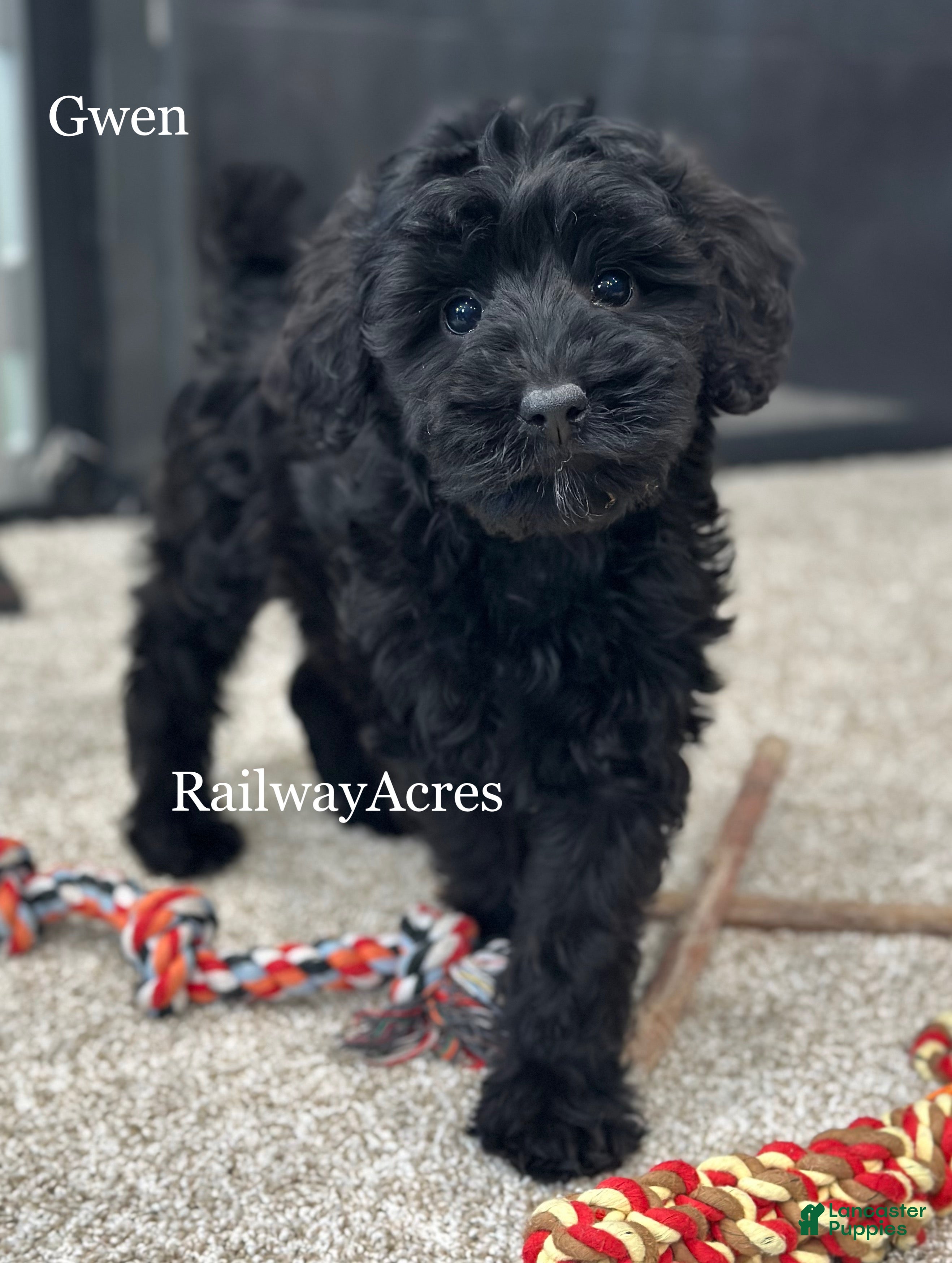 Mixed Breed dogs Gwen - Ad 33