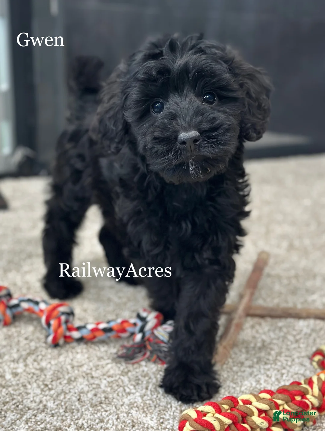 Mixed Breed dogs for sale: Gwen - Ad 1