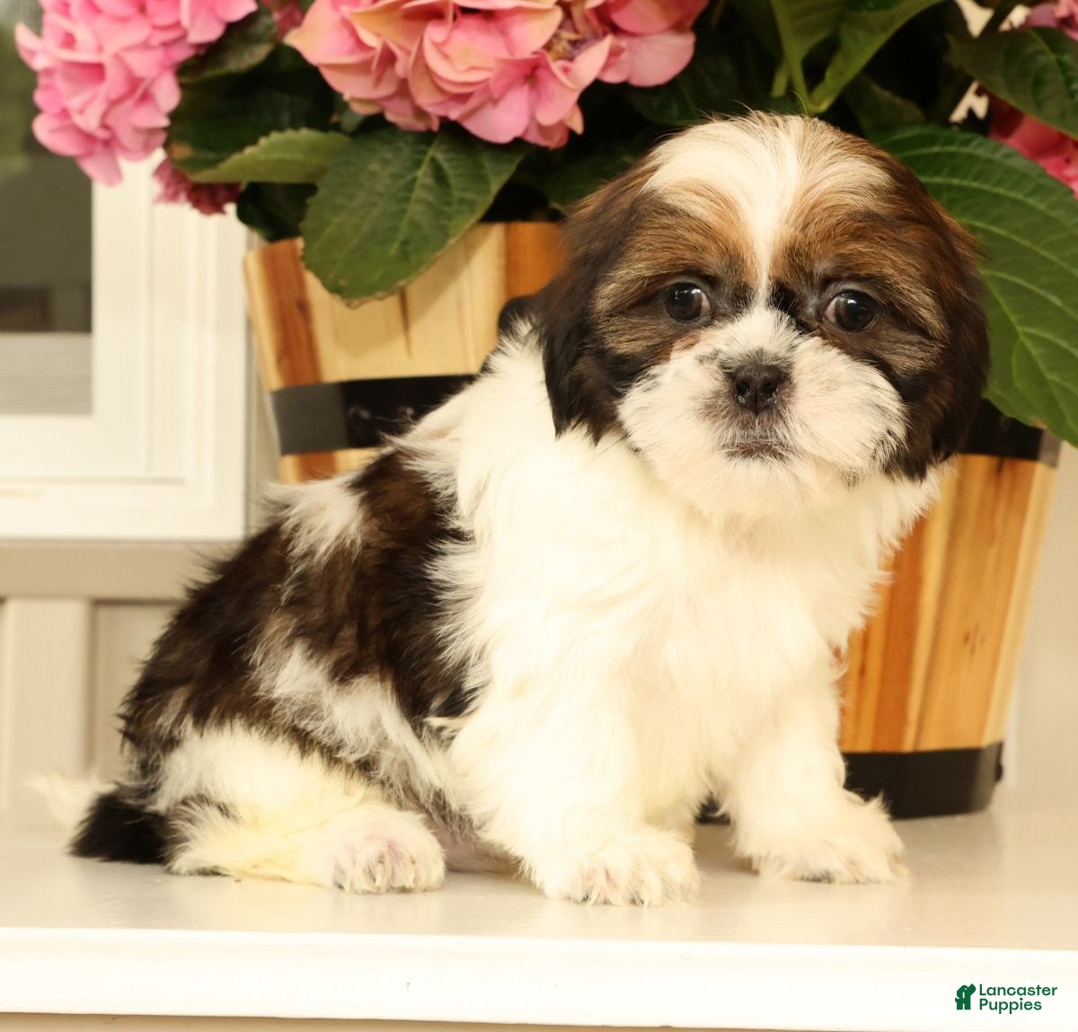 Malshi dogs for sale: Macey - Ad 1