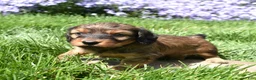 Miniature Dachshund dogs for sale: Rusty - Ad 3