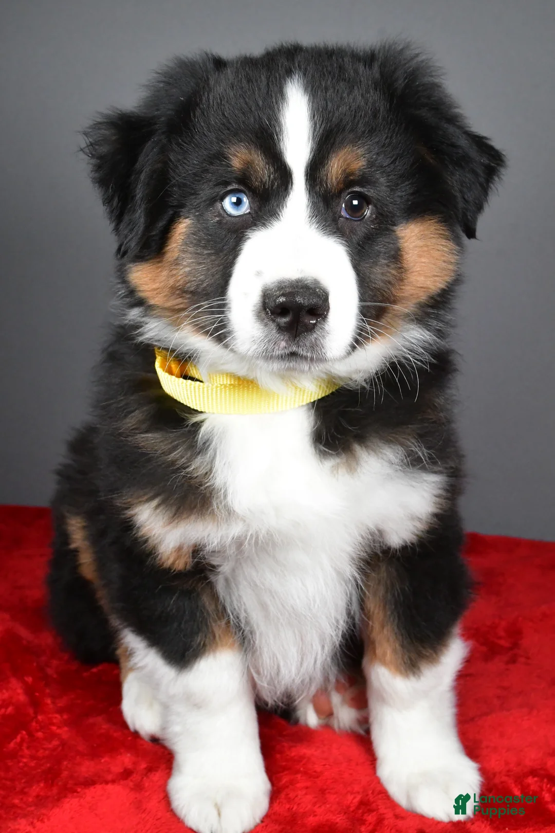 Miniature Australian Shepherd dogs for sale: Howard - Ad 2