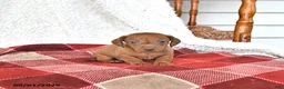Miniature Dachshund dogs for sale: Liam - Ad 3