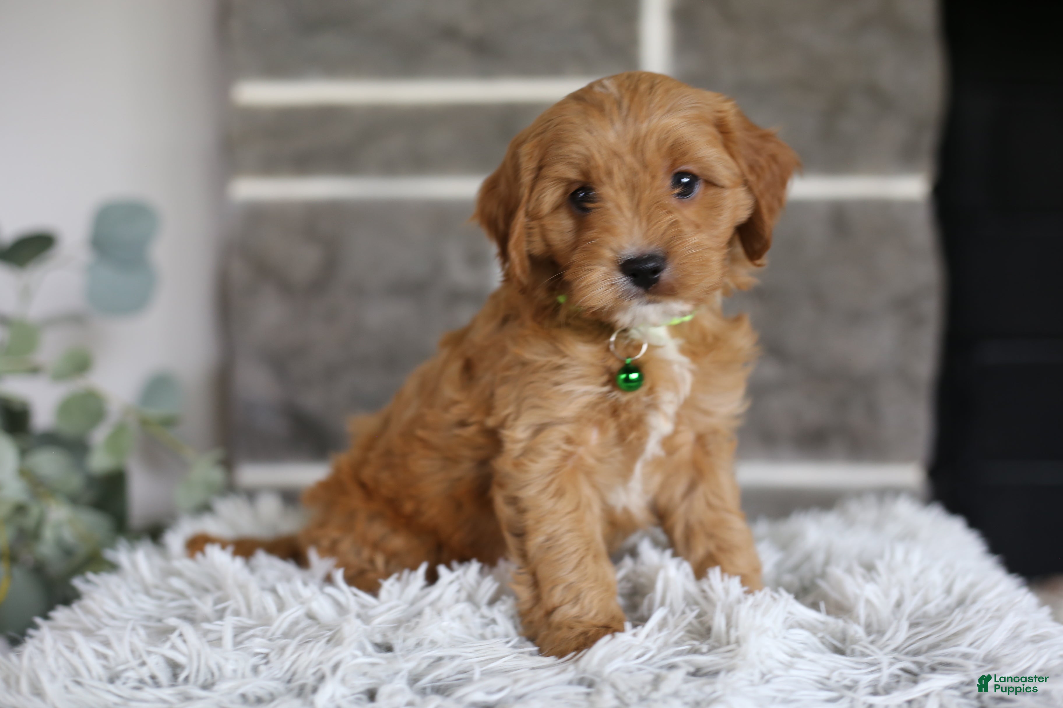 Cavapoo dogs Louie - Ad 1