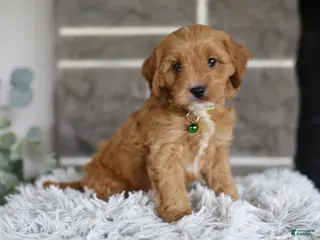 Cavapoo dogs for sale: Louie - Ad 4