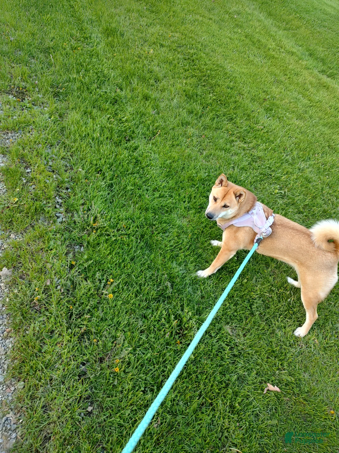 Shiba Inu dogs for sale: Shiba Inu Puppy 1 - Ad 2