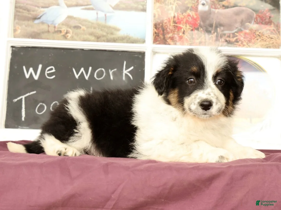 Mixed Breed dogs for sale: Twila - Ad 2