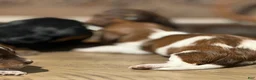 Miniature Dachshund dogs for sale: The Painted Prodigy - Ad 3