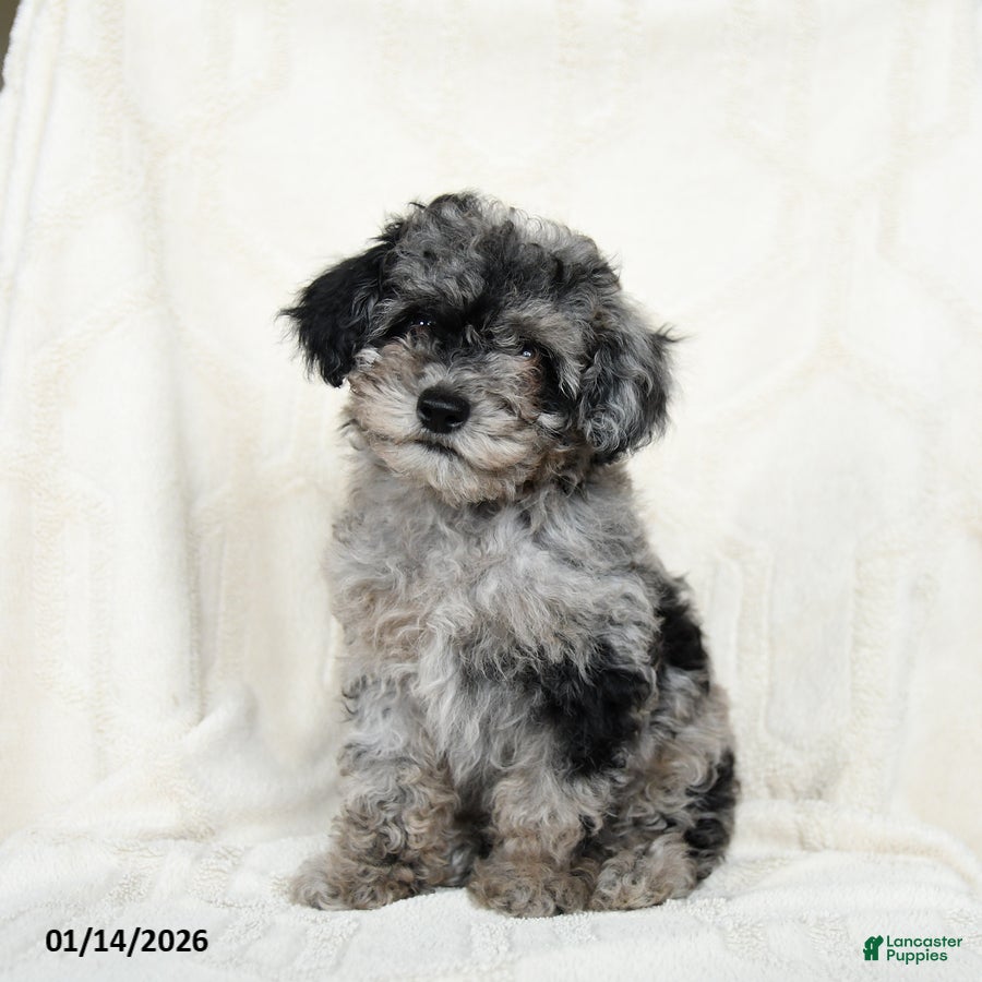 Miniature Poodle dogs Arctic  - Ad 19