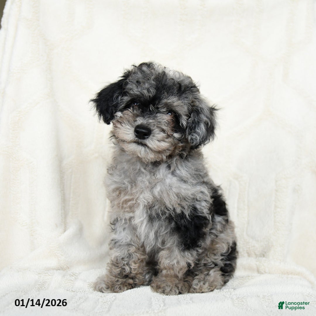 Miniature Poodle dogs for sale: Arctic  - Ad 1