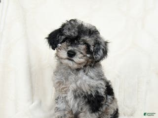 Miniature Poodle dogs Arctic - Ad 21