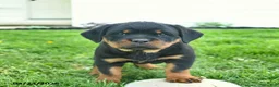 Rottweiler dogs for sale: Bonnie  - Ad 3