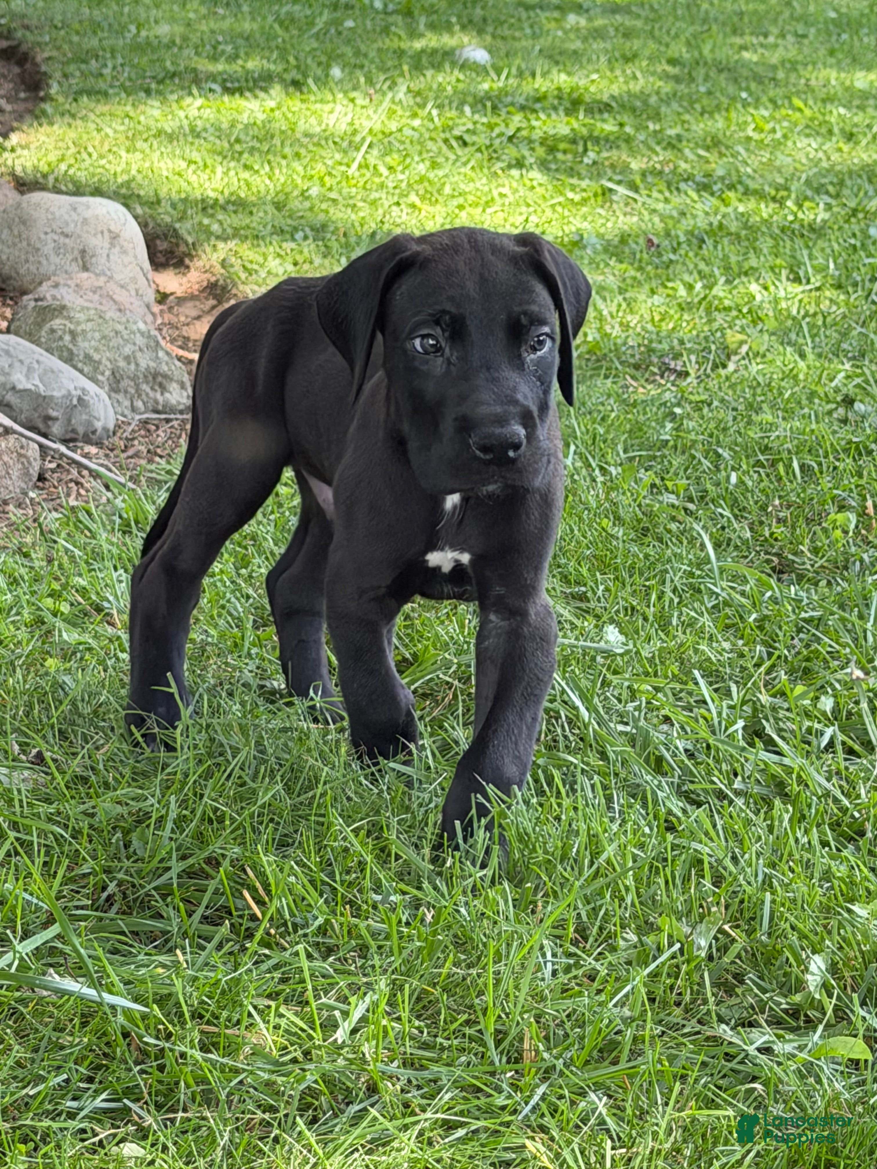 Great Dane dogs Philip Great Dane  - Ad 2