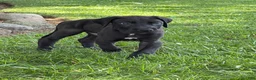 Great Dane dogs for sale: Philip Great Dane  - Ad 10