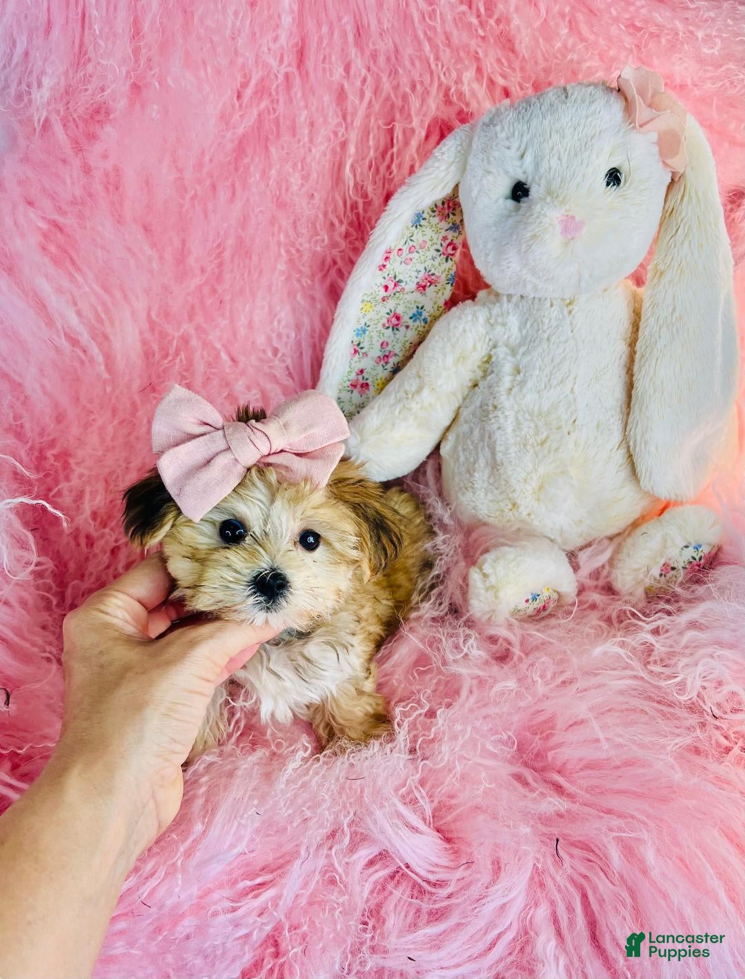 Morkie dogs Teacup Morkie 1 - Ad 2