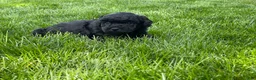 Miniature Poodle dogs for sale: Andrew Miniature Poodle Puppy  - Ad 7