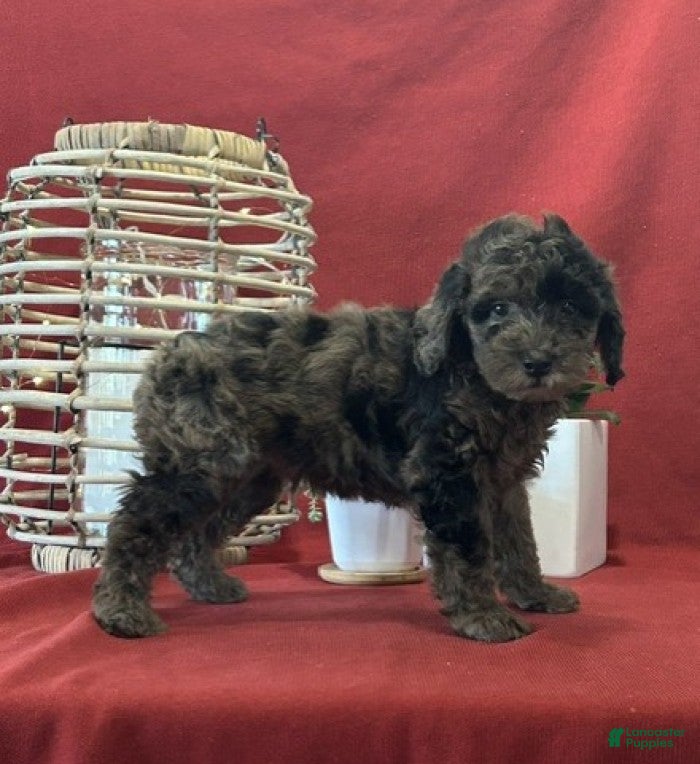 Miniature Poodle dogs for sale: Blue Moon - Ad 5