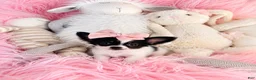 Chihuahua dogs for sale: Chihuahua 1 - Ad 3