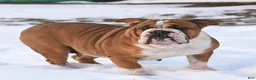 English Bulldog dogs for sale: Bria - Ad 16
