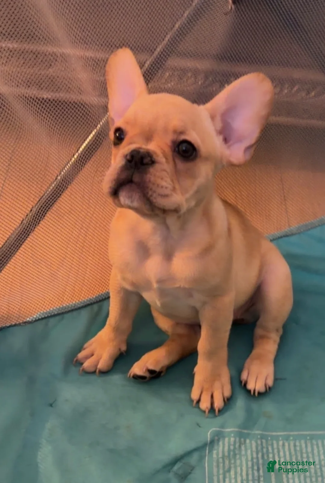 French Bulldog dogs for sale: French Bulldog Fawn - Ad 2