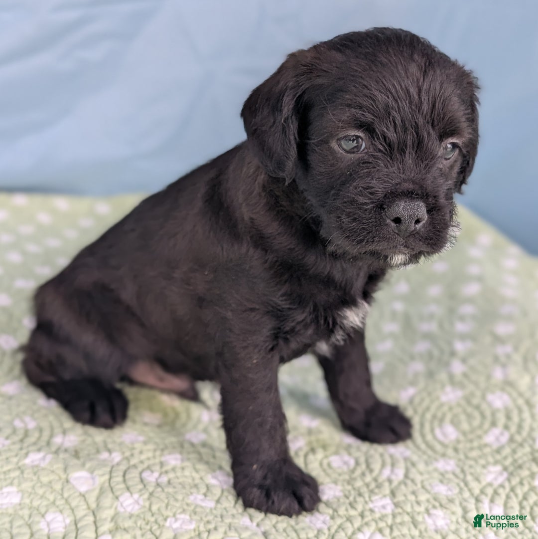 Mixed Breed dogs for sale: Black Prince - Ad 11