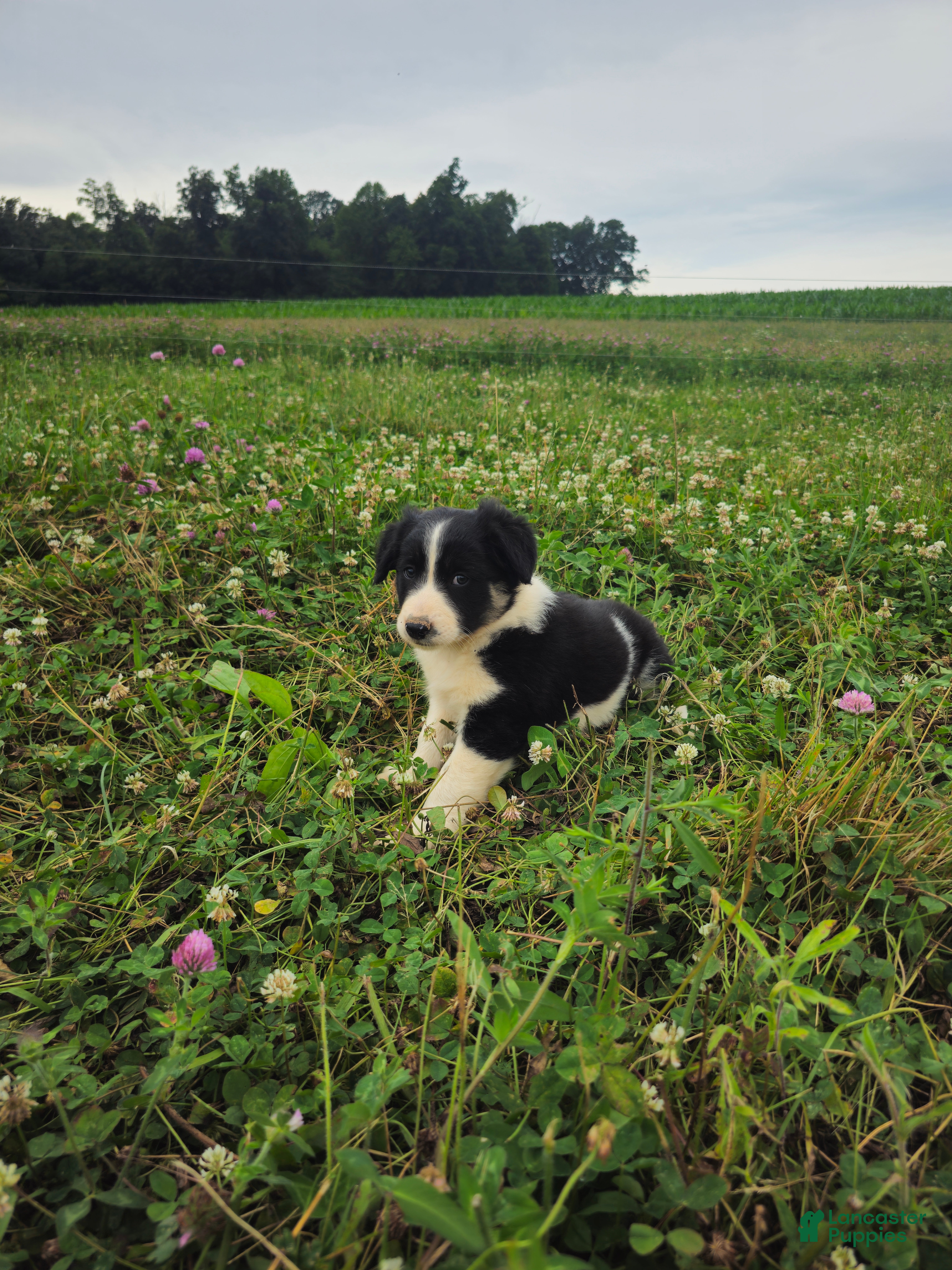 Border Collie dogs Jake - Ad 2