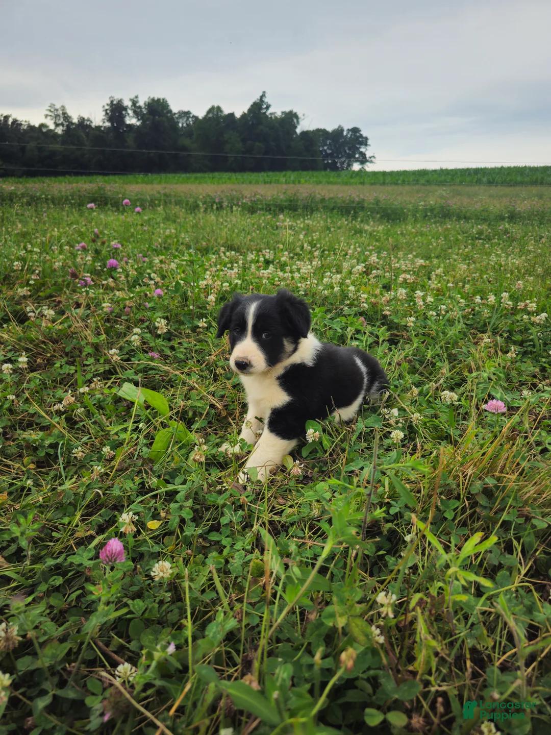 Border Collie dogs for sale: Jake - Ad 2