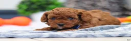 Cavapoo dogs for sale: Anson - Ad 6