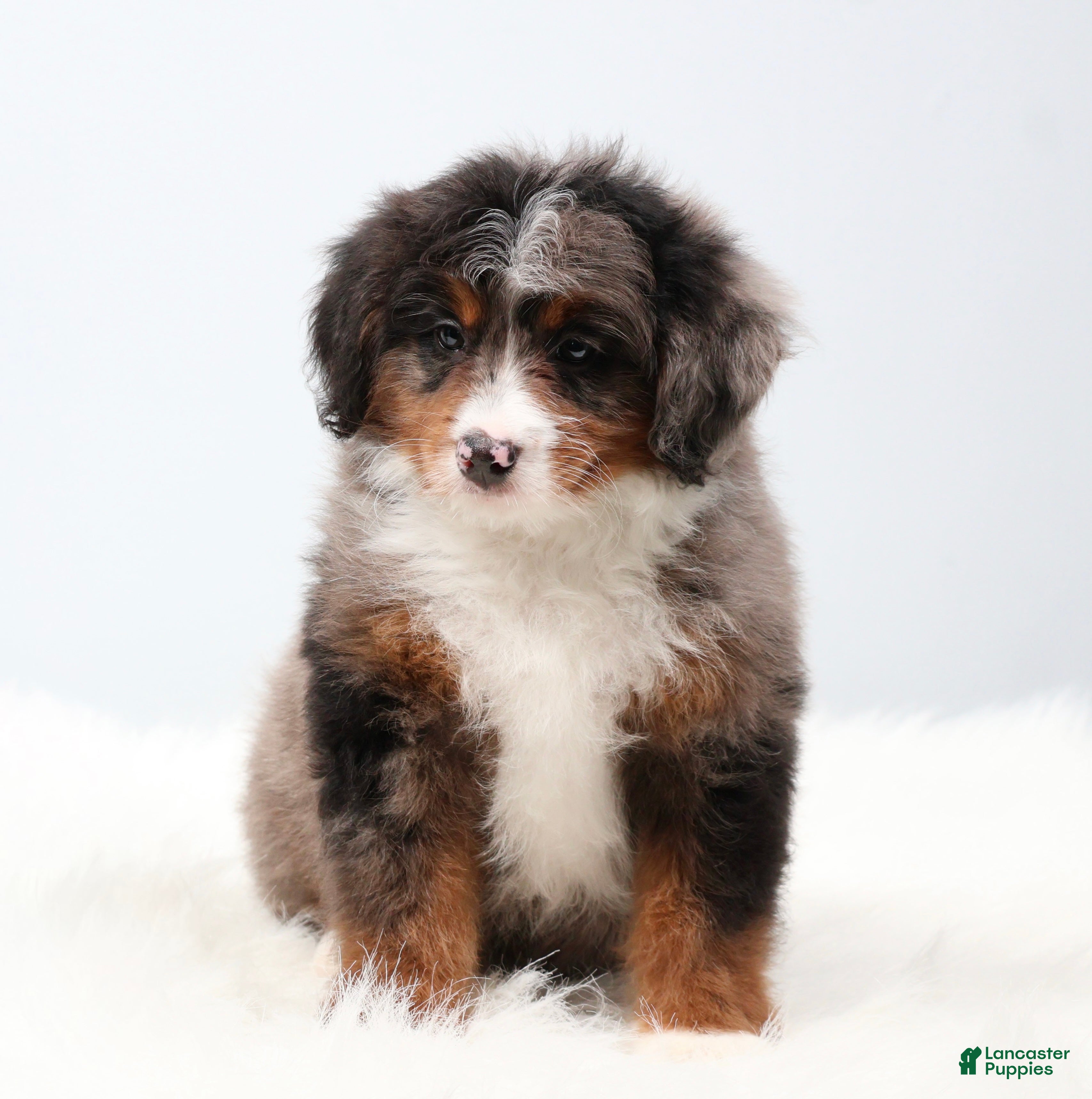 Mini Bernedoodle dogs Cherish  - Ad 1