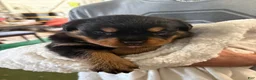 Rottweiler dogs for sale: Rottweiler 2 AKC REGISTERED  - Ad 4