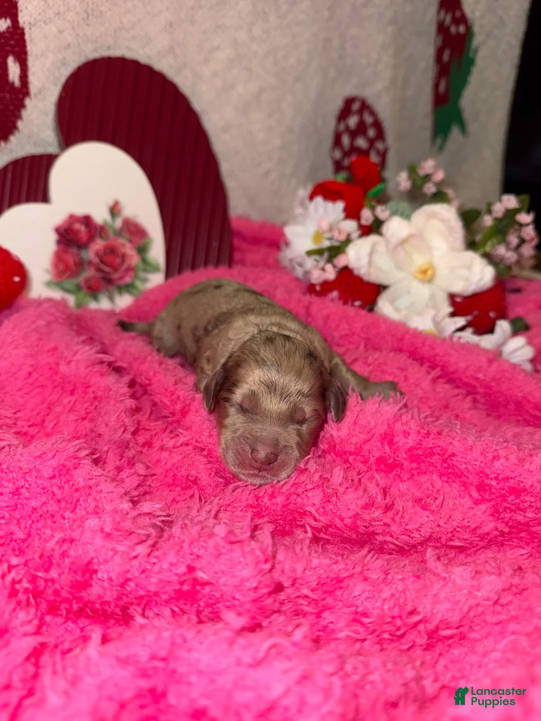 Mixed Breed dogs for sale: rose - Ad 1