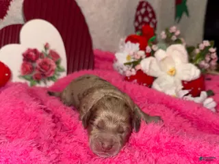 Mixed Breed dogs rose - Ad 22