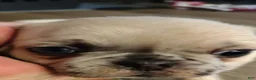 Pug dogs for sale: STANK - Ad 2