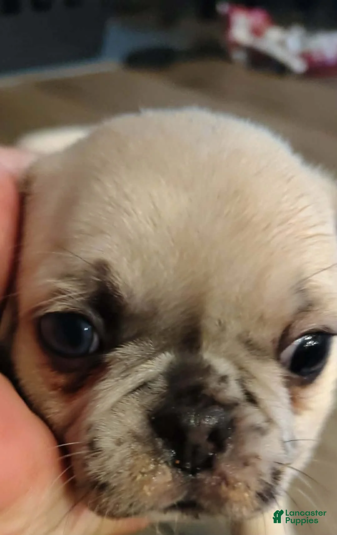 Pug dogs for sale: STANK - Ad 2