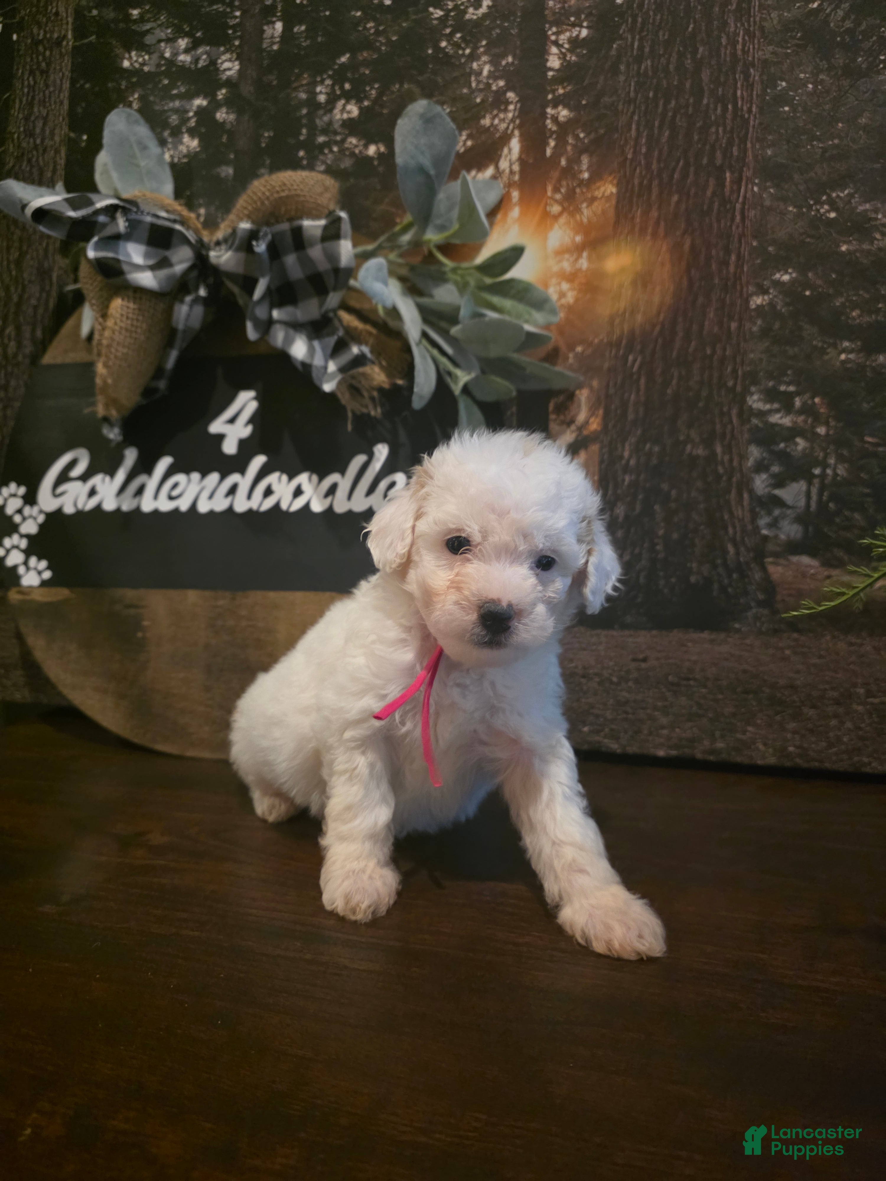 Mini Goldendoodle dogs Pink Collar Girl  - Ad 2